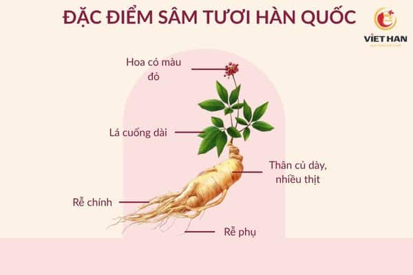 Đặc điểm của sâm tươi Hàn Quốc
