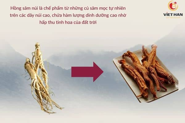 Hồng sâm núi Hàn Quốc là gì?