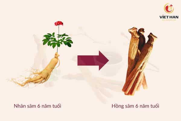Đau bụng uống nhân sâm: Làm thế nào để tránh hậu quả?