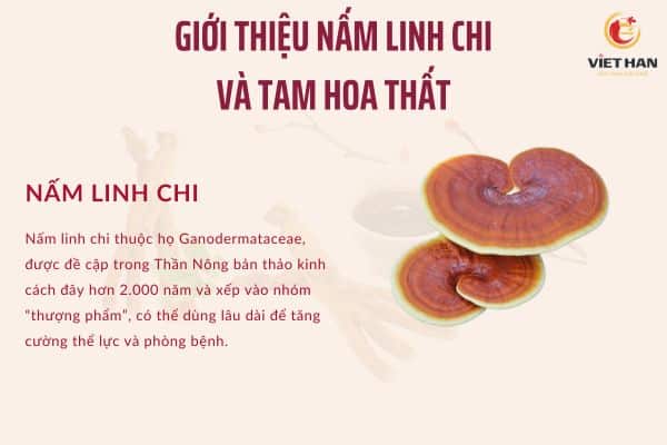 Nấm linh chi là gì