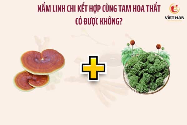 Nấm linh chi kết hợp với tam hoa thất có được không