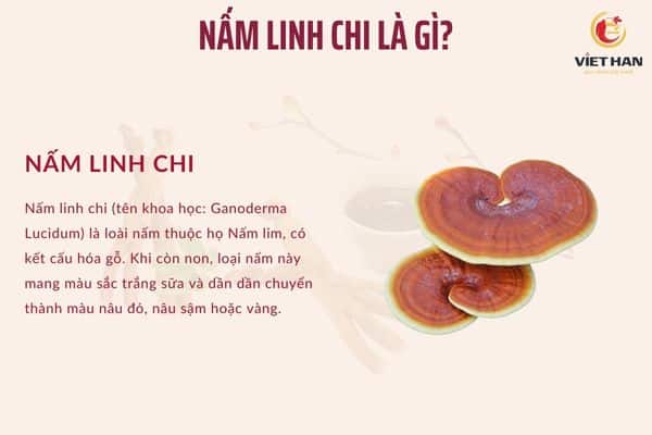 Nấm linh chi là gì?