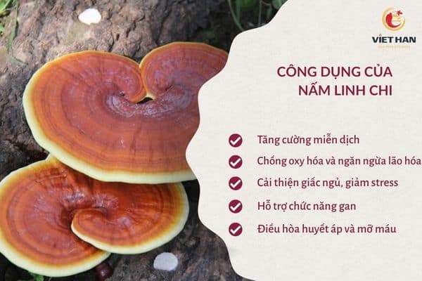 Các tác dụng của nấm linh chi Hàn Quốc
