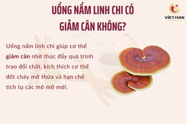 Uống nấm linh chi có giảm cân không