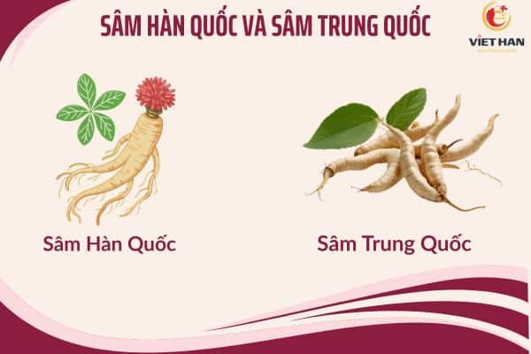 Cách phân biệt sâm Hàn Quốc và sâm Trung Quốc chuẩn