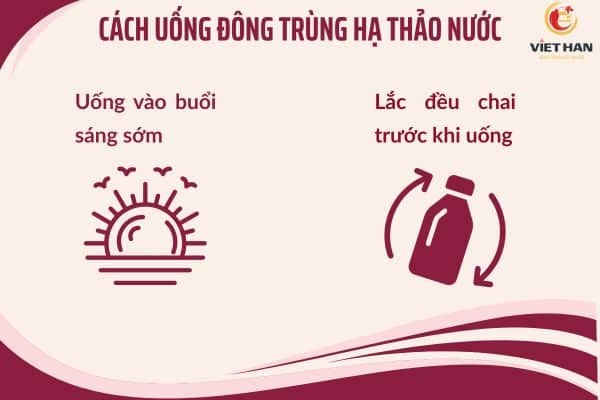 Cách uống đông trùng hạ thảo nước Hàn Quốc đúng chuẩn