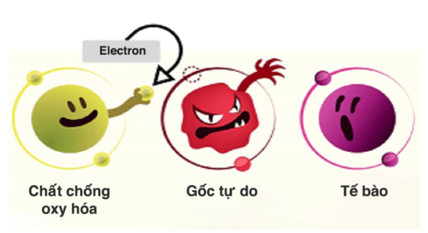 Tác dụng của Ginsenosides đối với sức khỏe