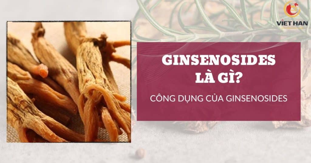 Ginsenosides là gì? Công dụng của Ginsenosides trong hồng sâm