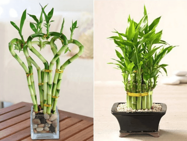 Cây cảnh ngày Tết