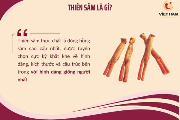 Thiên sâm là gì