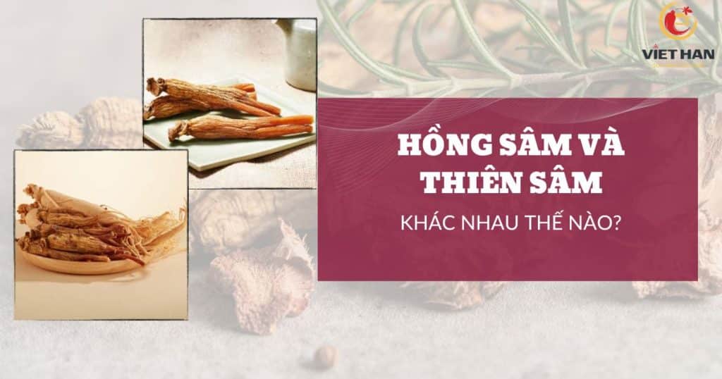 Hồng sâm và Thiên sâm khác nhau thế nào?