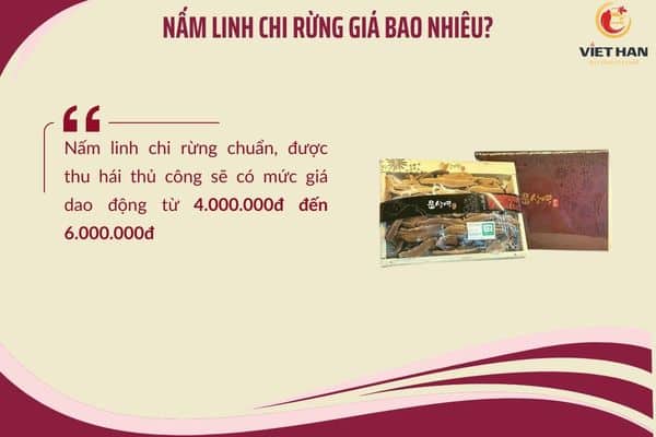 야생 영지버섯 시장 가격