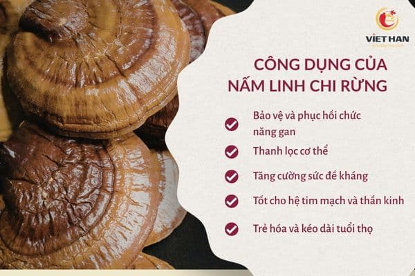 야생 영지버섯의 효능