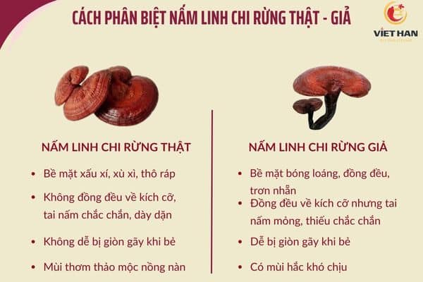 진짜 야생 영지 식별법
