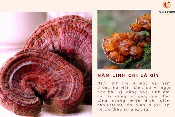 Nấm linh chi là gì