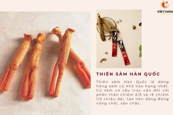 Thiên sâm Hàn Quốc là gì