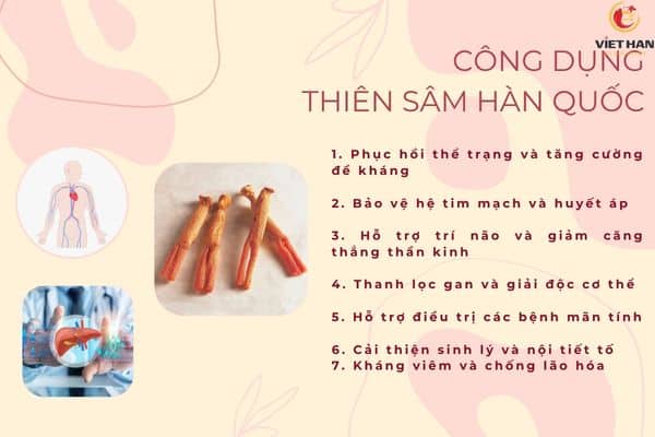 Công dụng của Thiên sâm Hàn Quốc