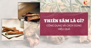 Thiên sâm Hàn Quốc là gì? Công dụng và cách sử dụng hiệu quả