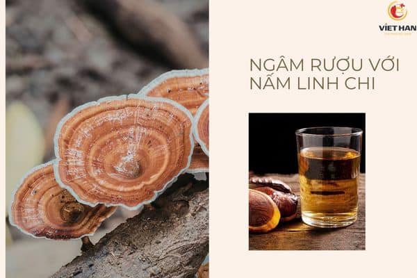 Ngâm rượu linh chi hỗ trợ giấc ngủ